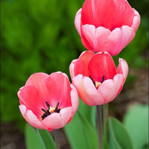 Meet your Posher, Genesis - Picture 1 of 1